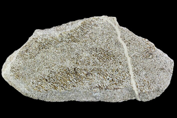 Polished Dinosaur Bone (Gembone) Section - Morocco #107044